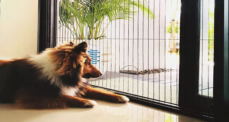 Sliding Screen Pet Door Repair in Greenacres, FL