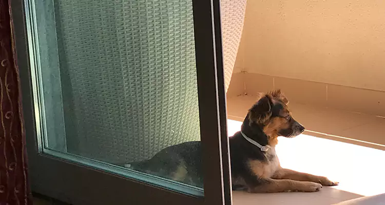 French Door Pet Screen Repair in Greenacres, FL